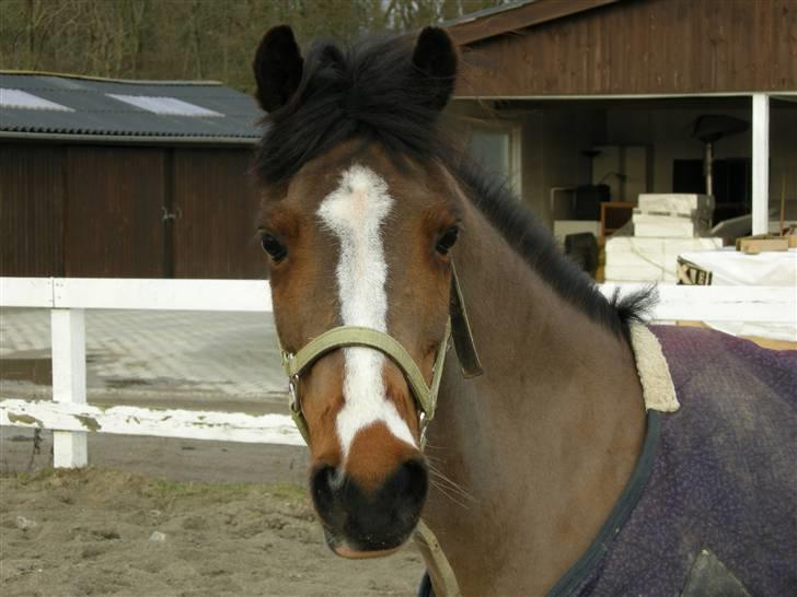 VERDENS SMUKKESTE kat 3 PONY KIGKIG billede 21