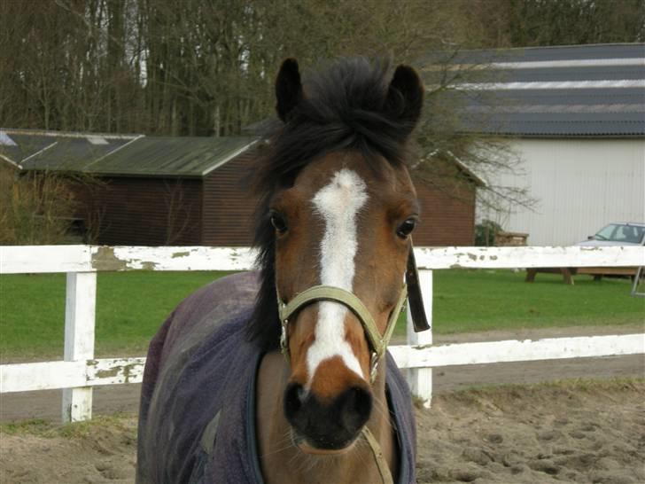 VERDENS SMUKKESTE kat 3 PONY KIGKIG billede 22