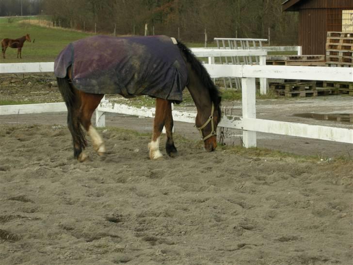 VERDENS SMUKKESTE kat 3 PONY KIGKIG billede 23