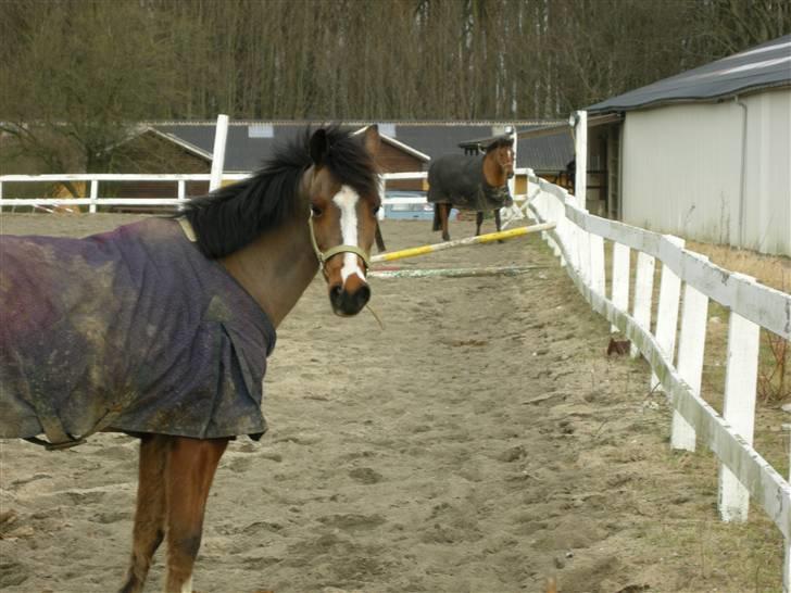 VERDENS SMUKKESTE kat 3 PONY KIGKIG billede 24