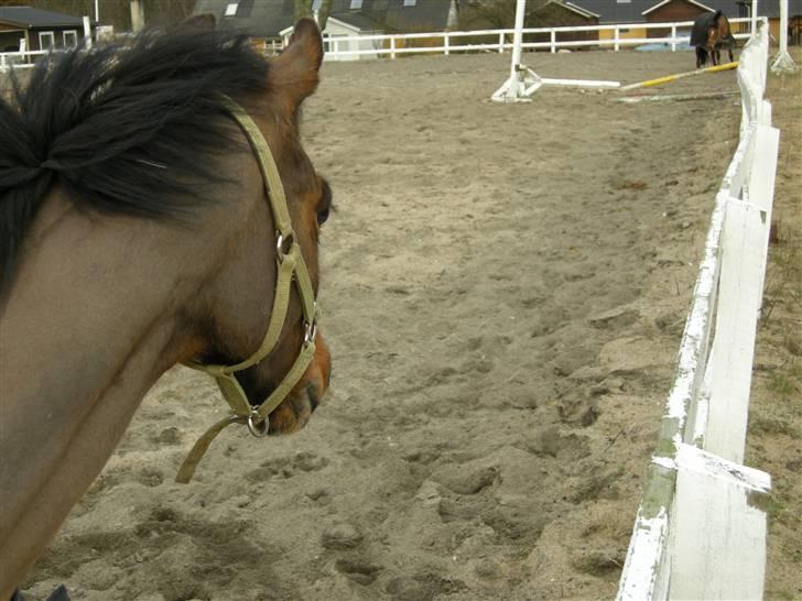 VERDENS SMUKKESTE kat 3 PONY KIGKIG billede 25