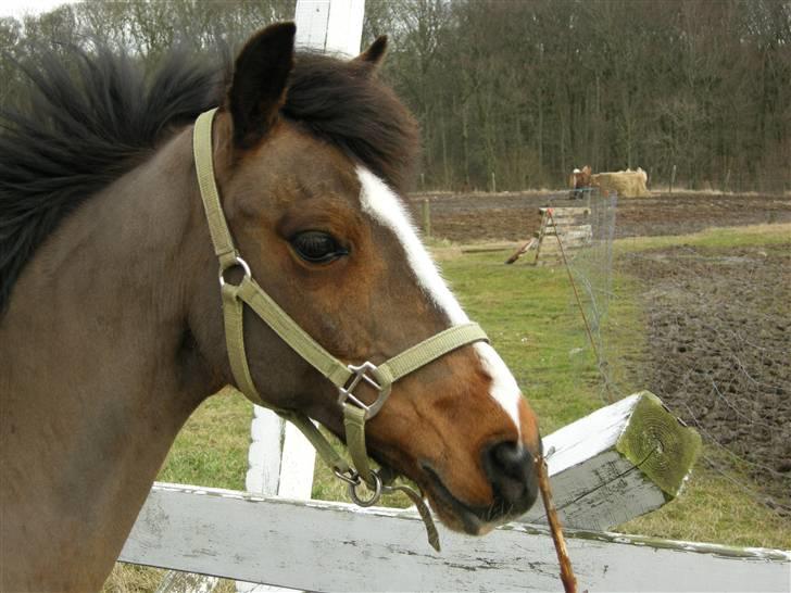 VERDENS SMUKKESTE kat 3 PONY KIGKIG billede 26