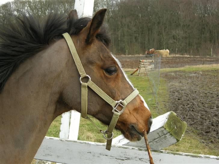 VERDENS SMUKKESTE kat 3 PONY KIGKIG billede 27
