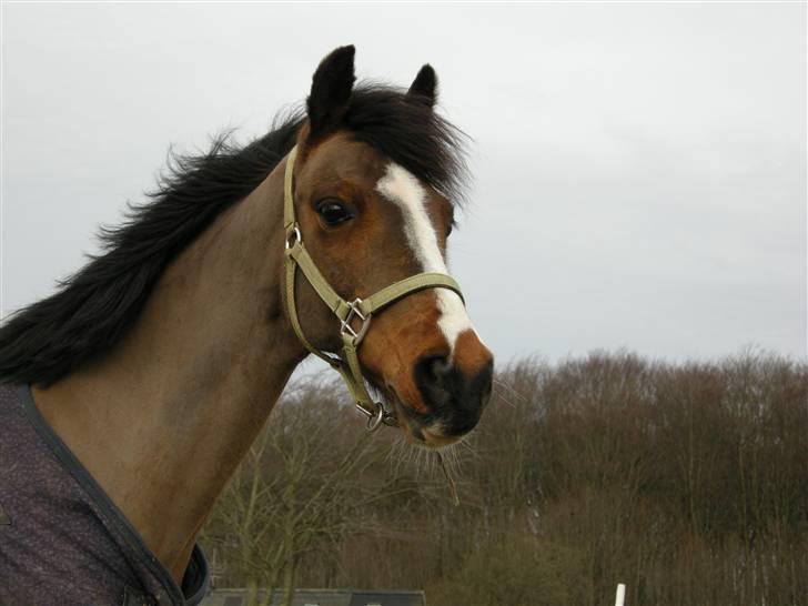 VERDENS SMUKKESTE kat 3 PONY KIGKIG billede 2