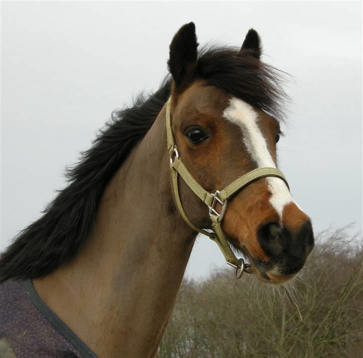 VERDENS SMUKKESTE kat 3 PONY KIGKIG billede 1