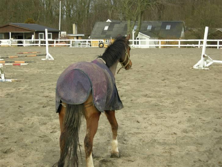 VERDENS SMUKKESTE kat 3 PONY KIGKIG billede 28