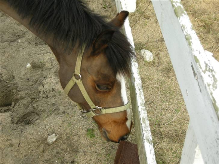 VERDENS SMUKKESTE kat 3 PONY KIGKIG billede 29