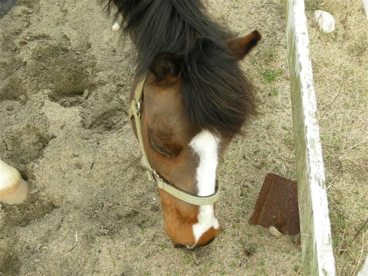 VERDENS SMUKKESTE kat 3 PONY KIGKIG billede 30