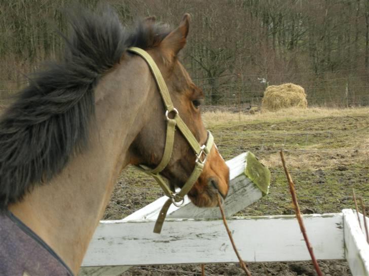 VERDENS SMUKKESTE kat 3 PONY KIGKIG billede 31