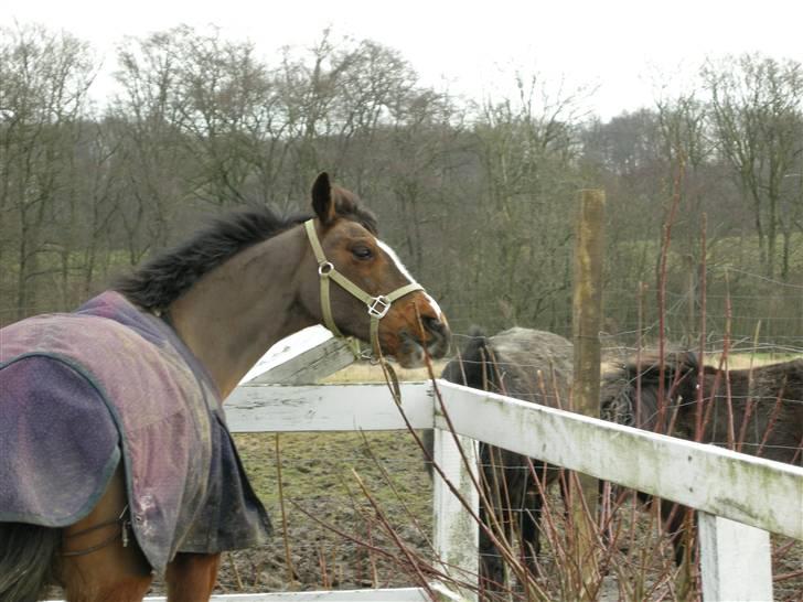 VERDENS SMUKKESTE kat 3 PONY KIGKIG billede 32