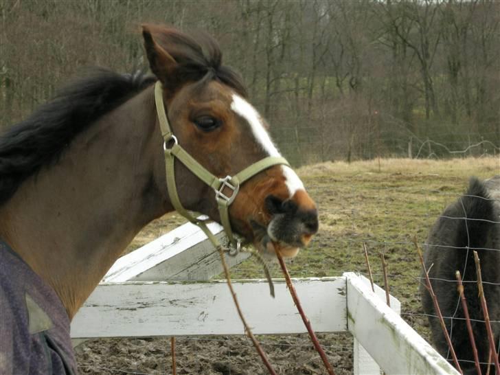 VERDENS SMUKKESTE kat 3 PONY KIGKIG billede 33