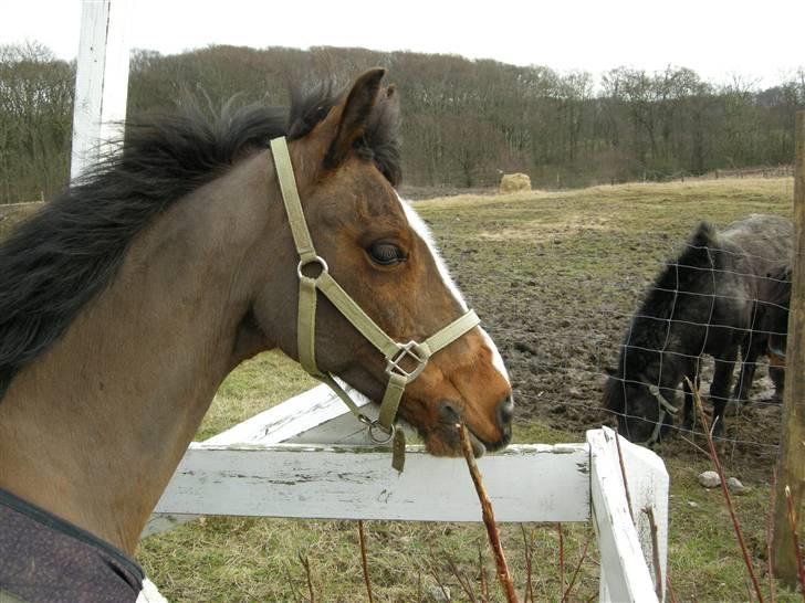 VERDENS SMUKKESTE kat 3 PONY KIGKIG billede 34