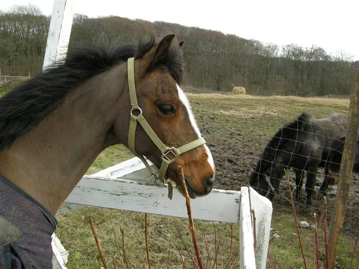 VERDENS SMUKKESTE kat 3 PONY KIGKIG billede 35