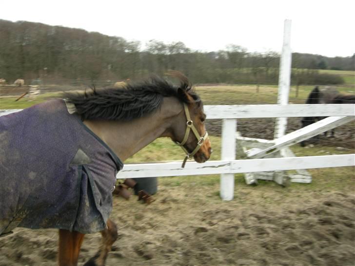 VERDENS SMUKKESTE kat 3 PONY KIGKIG billede 36