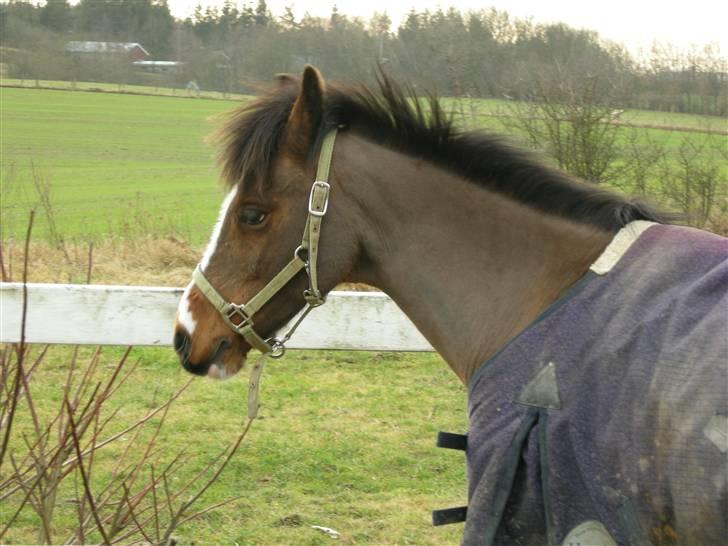 VERDENS SMUKKESTE kat 3 PONY KIGKIG billede 37