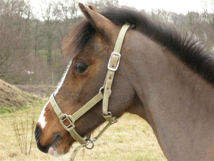 VERDENS SMUKKESTE kat 3 PONY KIGKIG billede 13