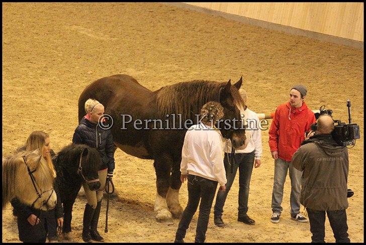 RAMASJANG LIVE PÅ VILHELMSBORG .. billede 101