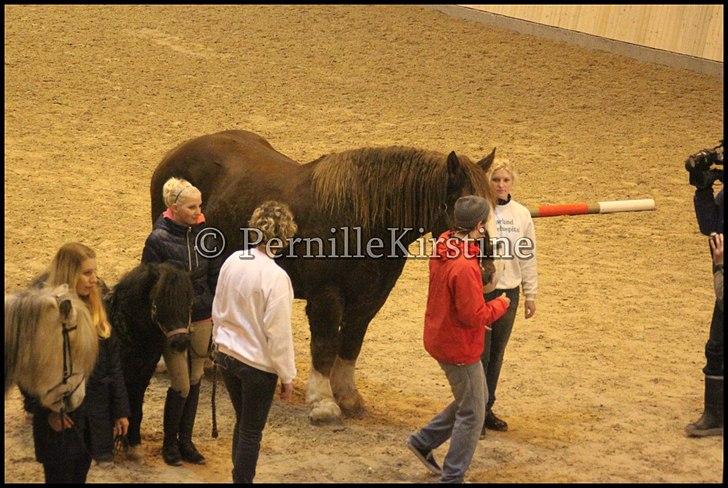 RAMASJANG LIVE PÅ VILHELMSBORG .. billede 102