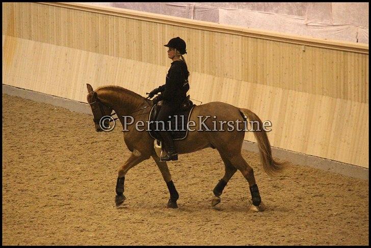 RAMASJANG LIVE PÅ VILHELMSBORG .. billede 118