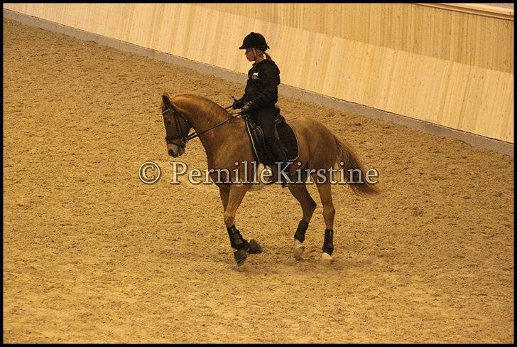 RAMASJANG LIVE PÅ VILHELMSBORG .. billede 126