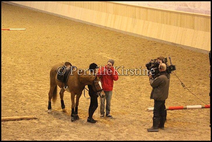 RAMASJANG LIVE PÅ VILHELMSBORG .. billede 145