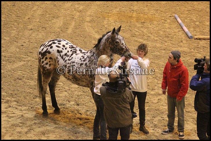 RAMASJANG LIVE PÅ VILHELMSBORG .. billede 169