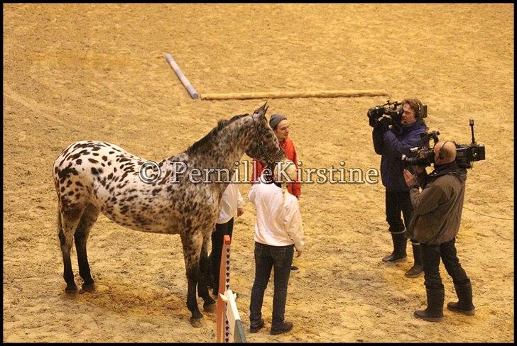 RAMASJANG LIVE PÅ VILHELMSBORG .. billede 175