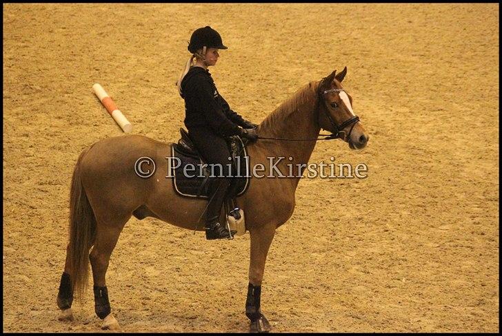 RAMASJANG LIVE PÅ VILHELMSBORG .. billede 195