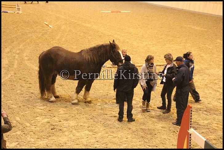 RAMASJANG LIVE PÅ VILHELMSBORG .. billede 268