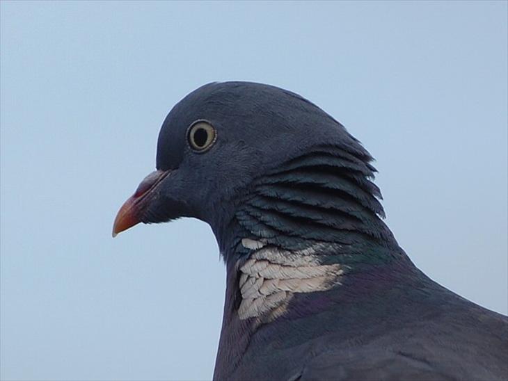 {{currentPhoto.altText}} billede {{currentPhoto.number}}