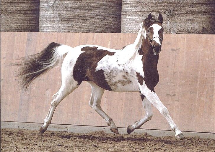 HEARTLAND BØGER - HJÆLP!!! billede 1