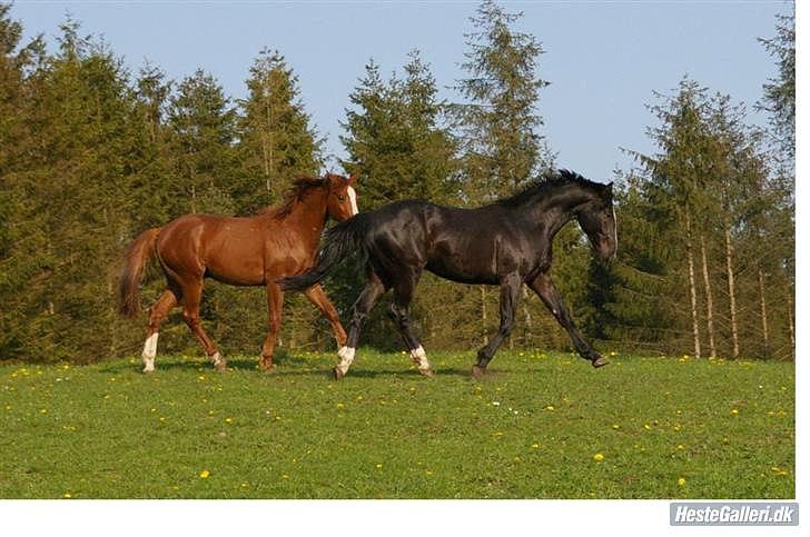 HEARTLAND BØGER - HJÆLP!!! billede 6