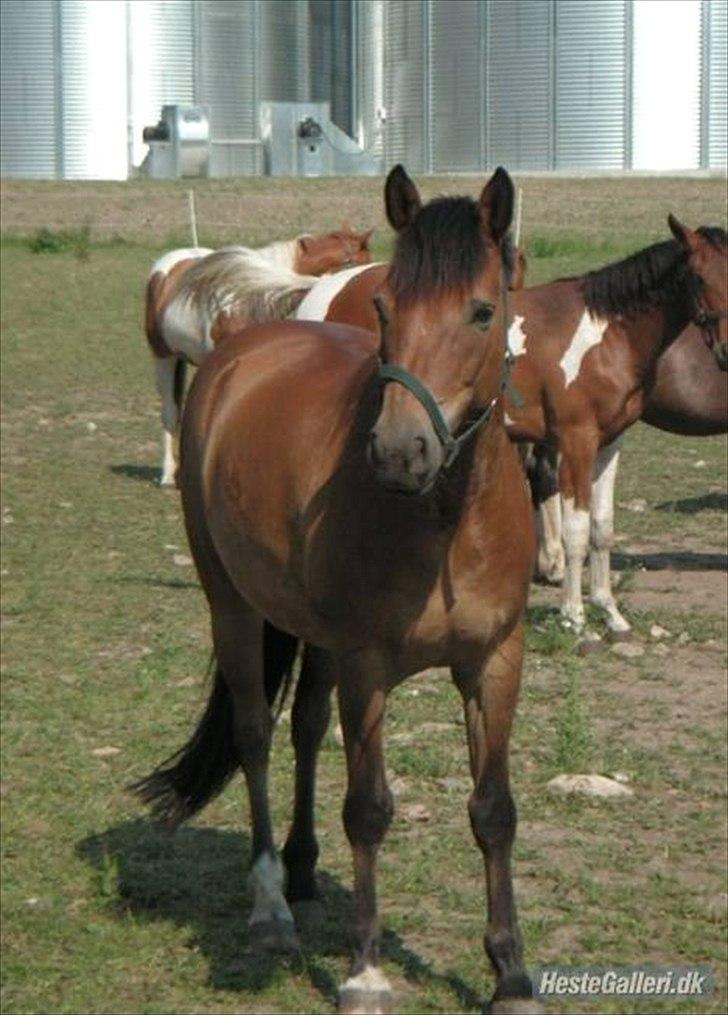 HEARTLAND BØGER - HJÆLP!!! billede 7