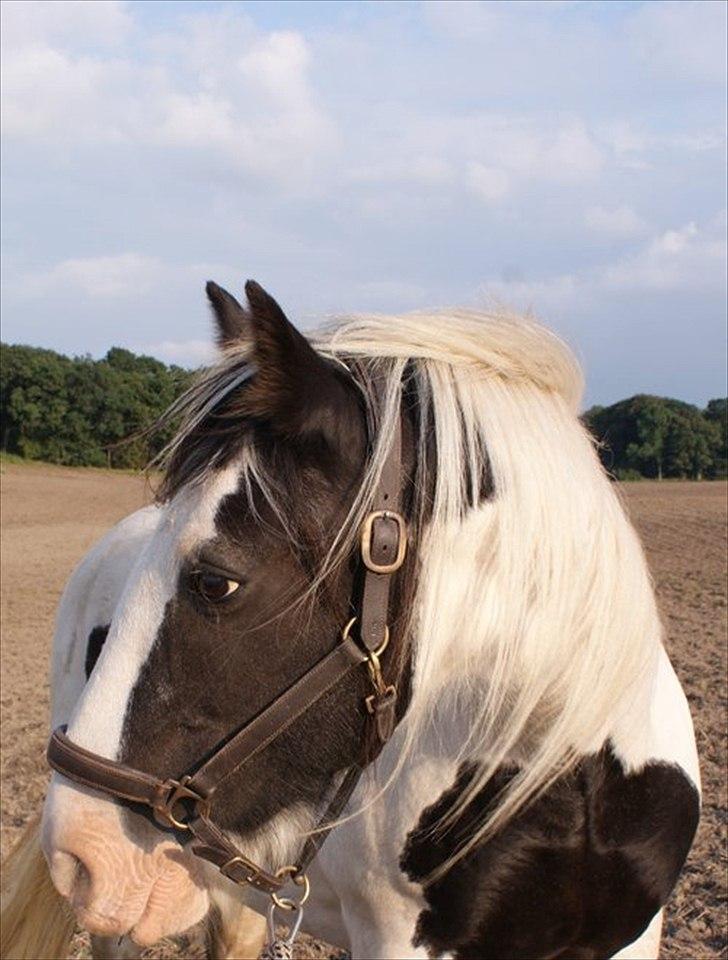 HEARTLAND BØGER - HJÆLP!!! billede 8