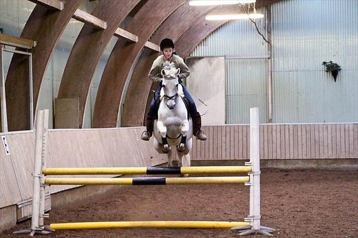 Springning på Kenzo d. 6/2-2011 - 90 cm billede 2