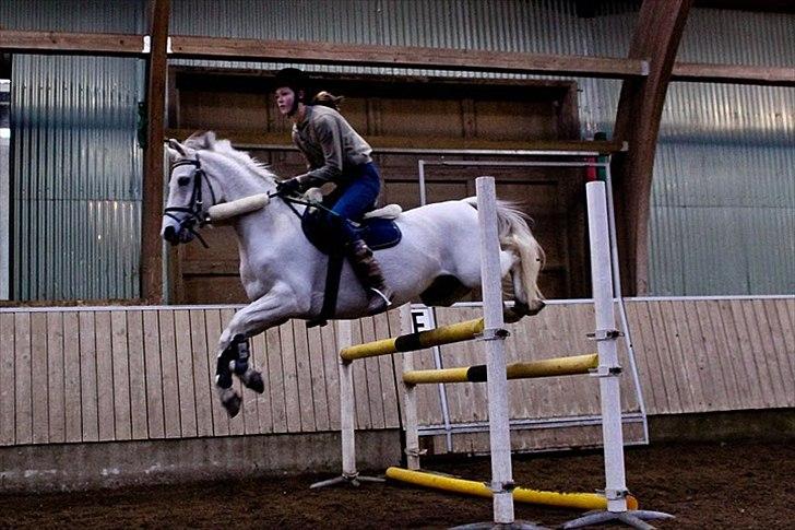 Springning på Kenzo d. 6/2-2011 - 110 cm billede 3