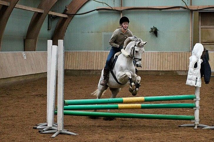 Springning på Kenzo d. 6/2-2011 - 60 cm vifte billede 4