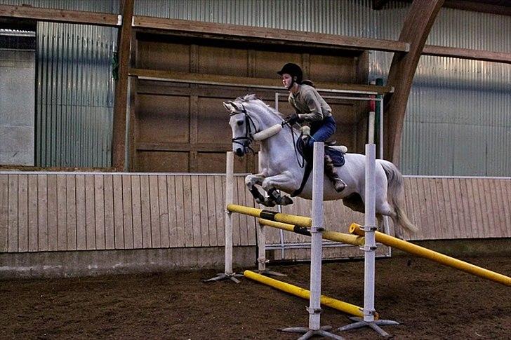 Springning på Kenzo d. 6/2-2011 - 110 cm billede 5