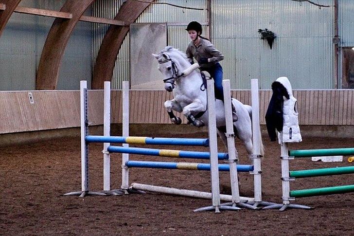 Springning på Kenzo d. 6/2-2011 - 100 cm triblebar billede 6