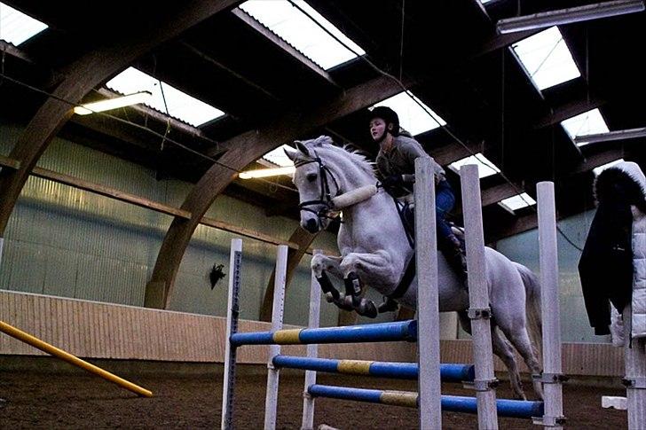 Springning på Kenzo d. 6/2-2011 - 100 cm triblebar billede 7