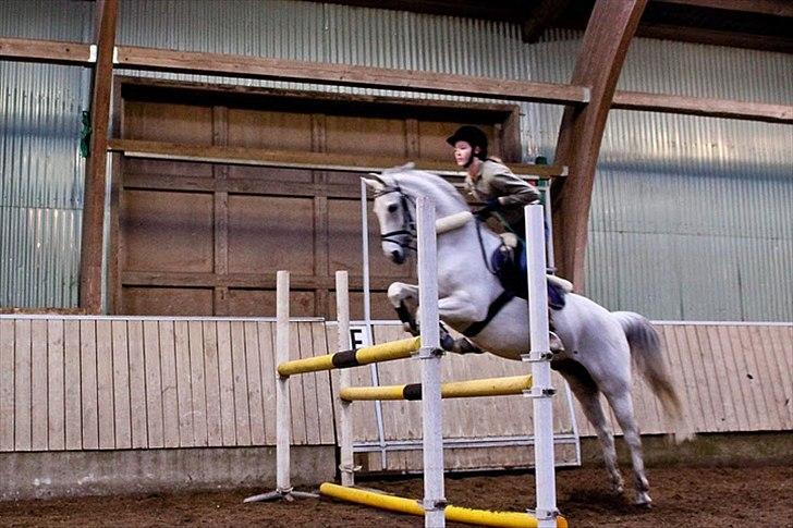 Springning på Kenzo d. 6/2-2011 - 110 cm billede 8