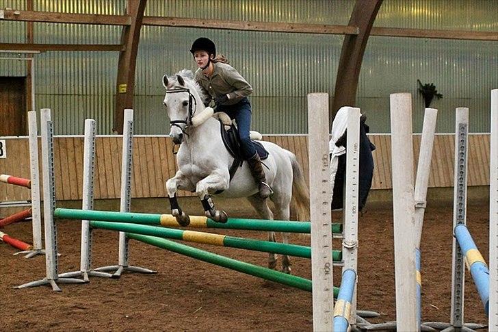 Springning på Kenzo d. 6/2-2011 - 80 cm vifte billede 11