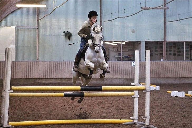 Springning på Kenzo d. 6/2-2011 - 100 cm billede 12