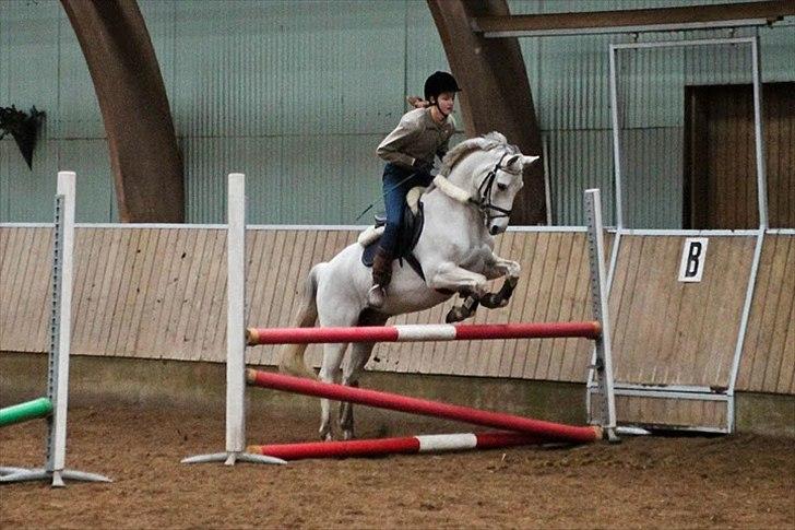 Springning på Kenzo d. 6/2-2011 - 100 cm billede 13