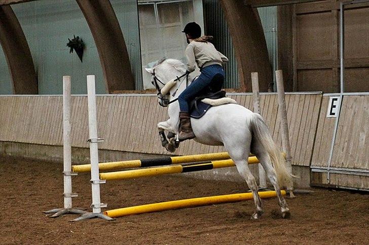 Springning på Kenzo d. 6/2-2011 - 60 cm billede 14