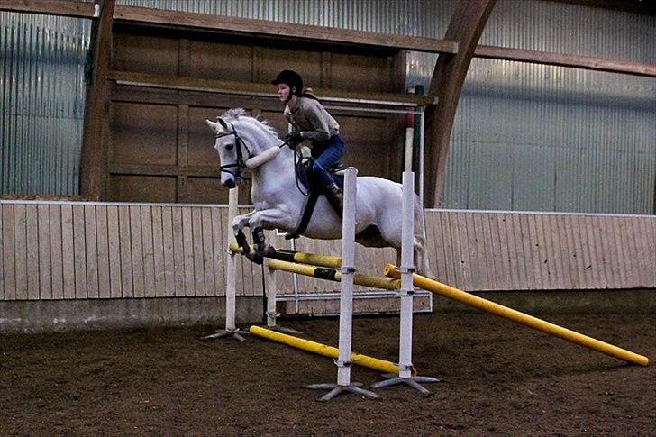 Springning på Kenzo d. 6/2-2011 - 110 cm billede 15