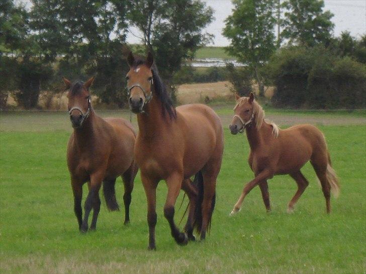 Søde billeder af de kære dyr - Familien i løb, mor Elite, datter Ironica og sønnemand Flaceboy billede 3