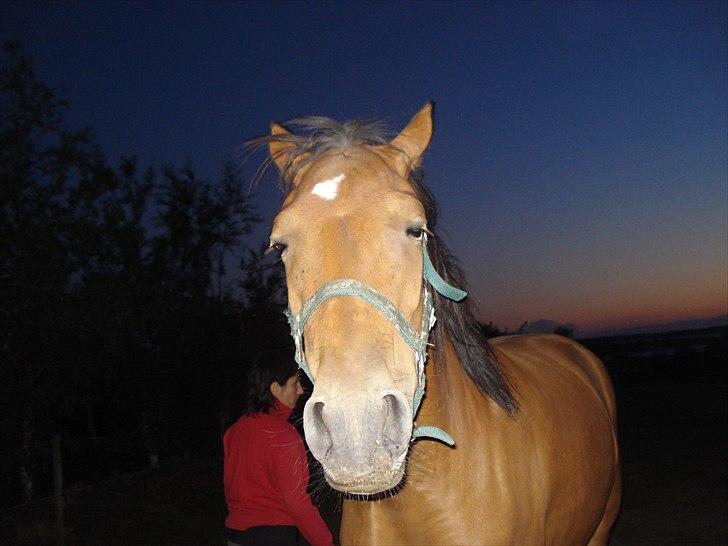 Søde billeder af de kære dyr - Blitz, så må vi hellere lukke øjnene billede 4