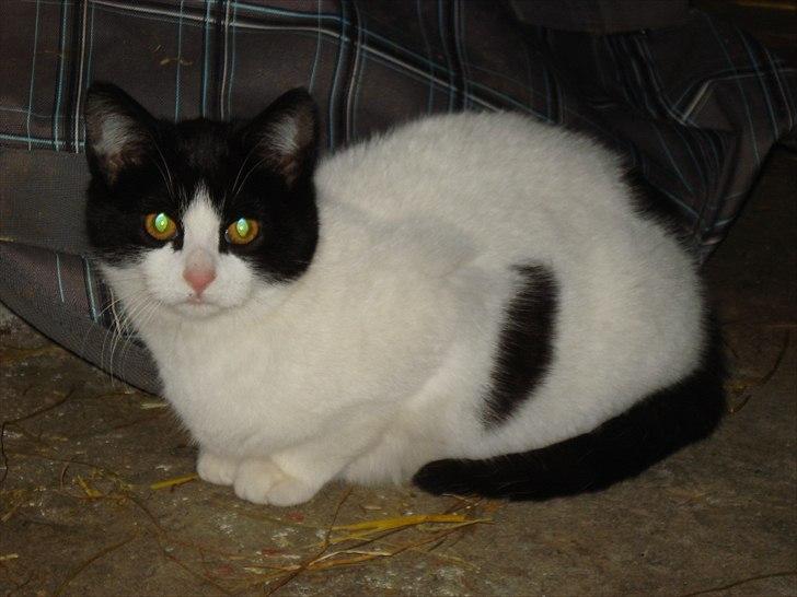 Søde billeder af de kære dyr - Vores anden killing lille Plet billede 6