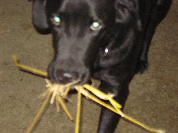 Søde billeder af de kære dyr - Nej Bamse, hvad har du nu fundet!! billede 7